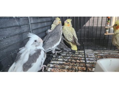 35 Günlük Sultan Papağanlarım Sahiplerine Bekliyor