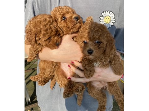 Red Brown Toy Poodle Kızlarım