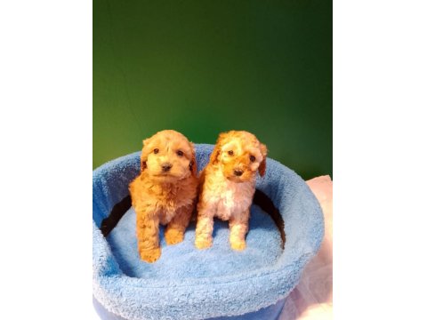 Mükemmel Maltipoo Yavrularımız