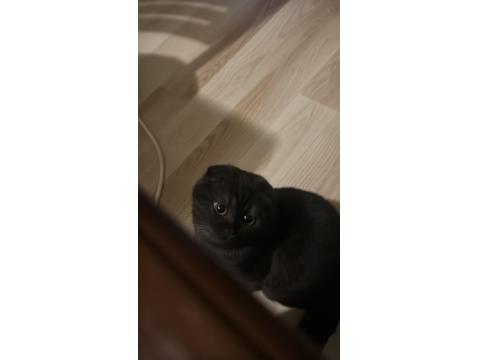 6 Aylık Black Smoke Scottish Fold
