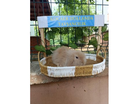 Hollanda Teddy Lop 2 Aylık Tavşan Yavrular