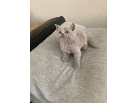 Mavi Gözlü Orjinal British Yavru Bebekler