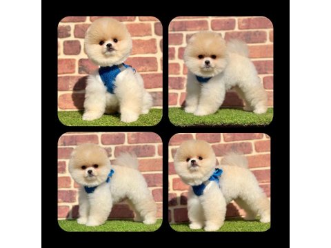 Orjinal Pomeranian Köpekler