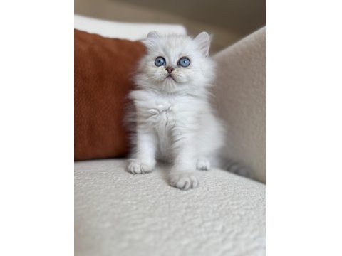 Özel Tip Silver Point British Kedimiz