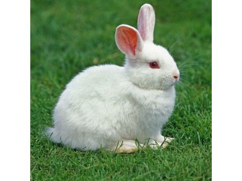 Hollanda Lop Tavşan Yetiştiriciliği