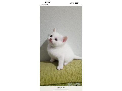 Erkek British Shorthair Sevimli Yavru 47 Günlük