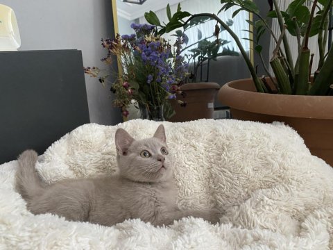 Erkek British Shorthair Yavrumuz Yeni Ailesini Aramakta