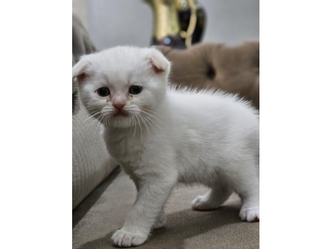 Alıştırmalık Beyaz Scottish Fold Kedisi