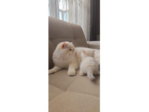 Safkan Kaliteli British Longhair Yavru