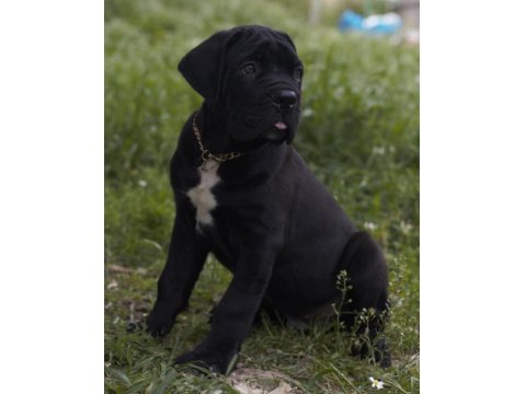 Irk Ve Sağlık Garantili Şecere Belgeli Cane Corso