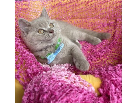 Ev Ortamından Kaliteli Erkek British Longhair Yavrular