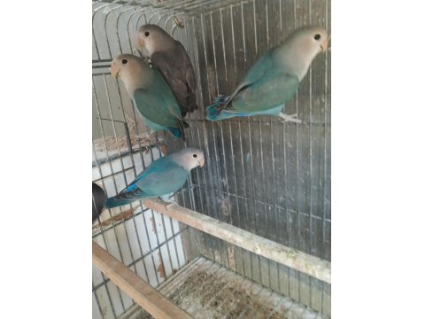 Yavru Sevda Papağanları