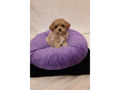Mükemmel Tüy Yapısına Sahip Maltipoo Yavrularımız