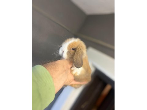 Safkan Hollanda Lop Tavşan Yavruları Her Yere Gönderim