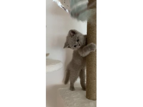 Safkan British Shorthair Lilac Solid Erkek