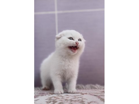 Scottish Fold Kedisi