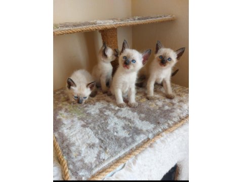 Safkan Sağlıklı Oyuncu Siyam Kedisi Bebekler