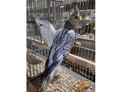 Eş Sultan Papağanları