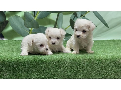 Gönderim İmkanı İle Maltese Yavru Köpekler