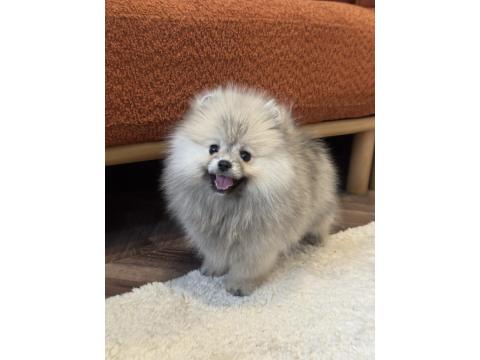 Gülen Yüz Üst Düzey Dişi Pomeranian