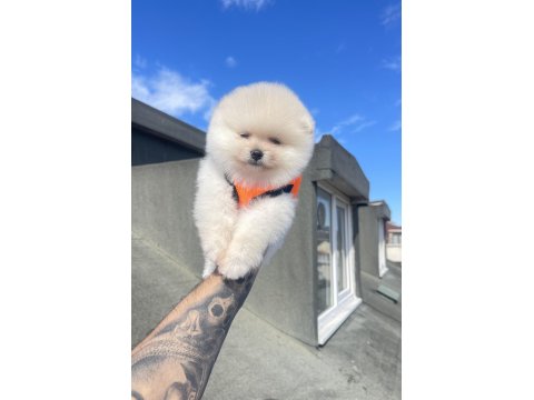 Ayı Surat Pomeranian Boo Köpeklerimiz