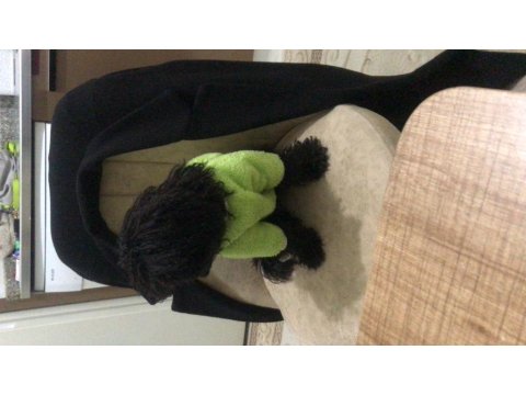 Siyah Toy Poodle 8 Aylık