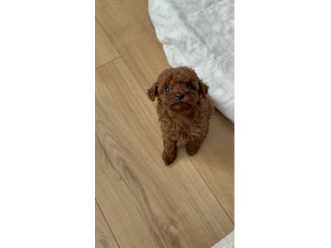 50 Günlük Dişi Kore Toy Poodle