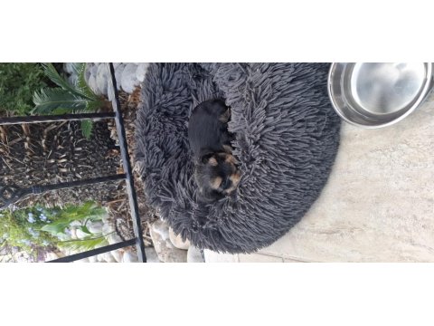 Teacup Mini Yorkshire Terrier