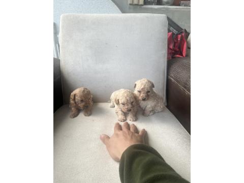 Sıfır Numara Maltipoo Ve Poodle Yavrular