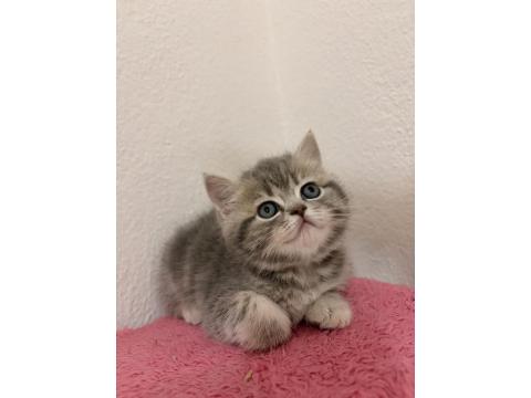 Güzeller Güzeli British Çocuklarımız