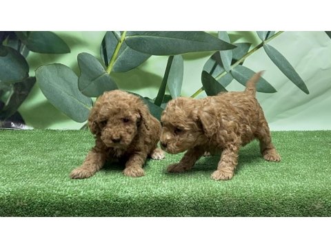 Gönderim İmkanı İle Toy Poodle Yavrular