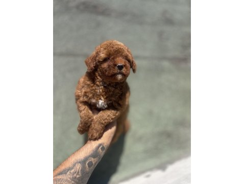 Maltipoo Yavruları 3 Aylık