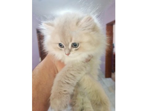 Saf Kan British Longhair Golden Yavrular