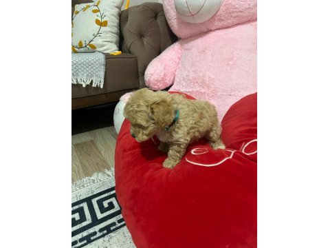 Dişi Aylık Poodle