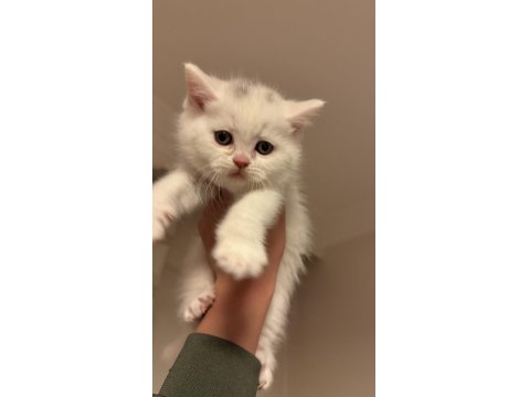 Eğitimleri Tam Kediler Yeni Yuvasını Arıyor