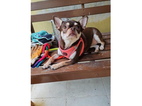 Chihuahua 2,5 Yaş Ped Eğitimli