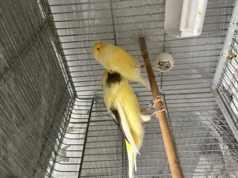 Erkek Yorkshire Kanarya