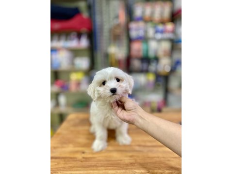 Pamuk Gibi Maltese Terrier Yavrumuz