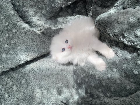 Maviş 35 Günlük Longhair Scottish Üzgün Ayı Surat