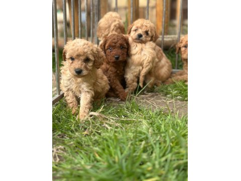 Uygun Fiyatlı Ev Hayvanları Üretim Yerinden Yasal Ve Kayıtlı Köpekler
