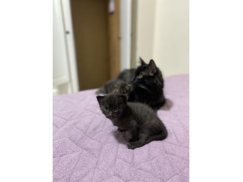 Kedilerimize Kalıcı Yuva Aranıyor