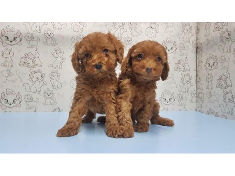 Yavru Toy Poodle