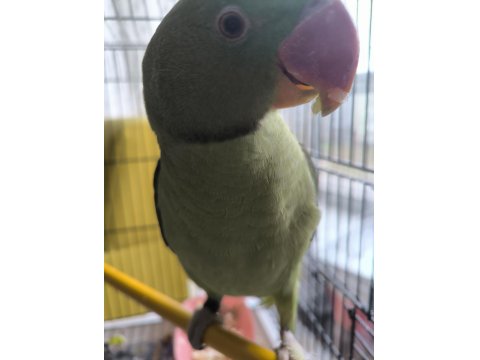 9 Aylık Erkek Alexander