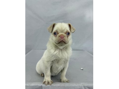 Pink Pug Erkek Yavru