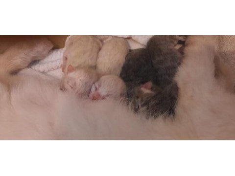 British Ve Scottish 4 Yavru