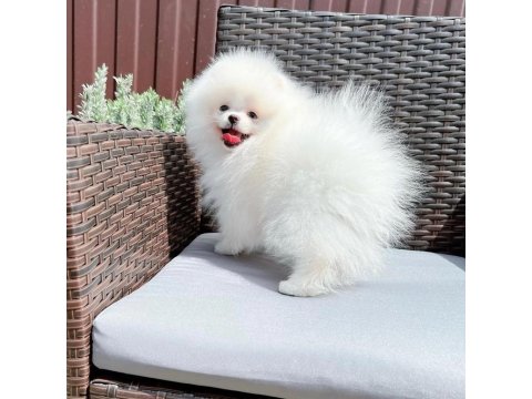 Teddy Bear Pomeranian Yavruları