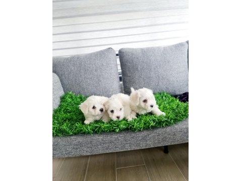 Tuvalet Eğitimli Karbeyaz Lekesiz Maltese Minnaklarım