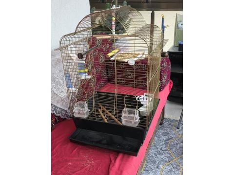 1 Adet Erkek Yavru 6 Aylık Muhabbet Kuşu Ve 2 Adet Kuş Kafesi