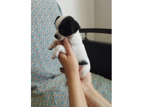 47 Günlük Elma Kafa Chihuahua Yavrular..