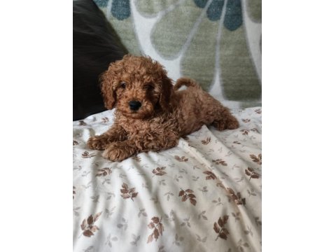 2 Aylık Red Poodle Bebeklerimiz Yeni Yuvalarını Arıyor